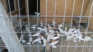 узбекские голуби Темрюк 5 06 22