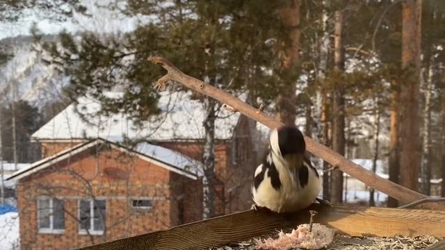УРА! РЕКЛАМЫ НЕТ! Птицы - дятлы, пухляк, поползни, синицы - видео для душевного спокойствия.