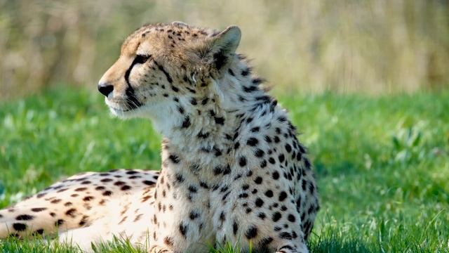 The most amazing animal is the Chameleon. And Animals, Fish, Birds of the Planet Earth. 4K UHD Film смотреть онлайн