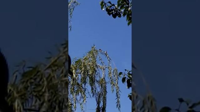 Какая птичка так поёт? смотреть онлайн