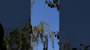 Какая птичка так поёт?