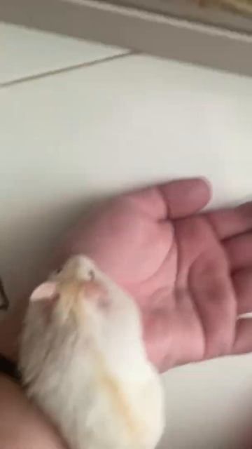 Winter White Hamster | Pearl w/ Yellow Line 🟡🐹 #hamster #hamsters #yellowline смотреть онлайн