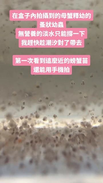 拯救母蟹抱卵釋幼！走錯方向的母蟹差點命喪停車場！即刻救援 #青蛙爸爸