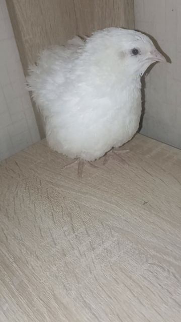 Texas quail \ Техасский перепел