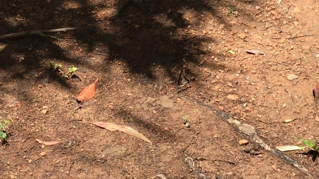 ミナミミカドアゲハGraphium eurypylus 2020/01/05 Thala Beach, Butterfly of Australia смотреть онлайн