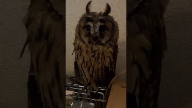 Сова Луна смотреть онлайн