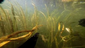 уклейка ))))))