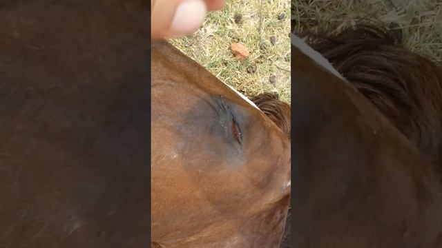 ???????? смотреть онлайн