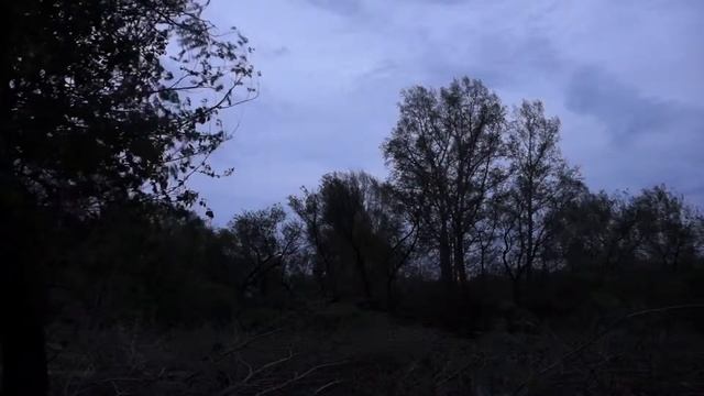 Storm in the forest/Буря в лесу смотреть онлайн