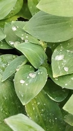 Красота рядом! Только стоить приглядеться!  Капельки воды!