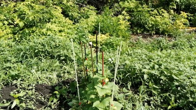 Колышки для подвязывания из стеклоарматуры.