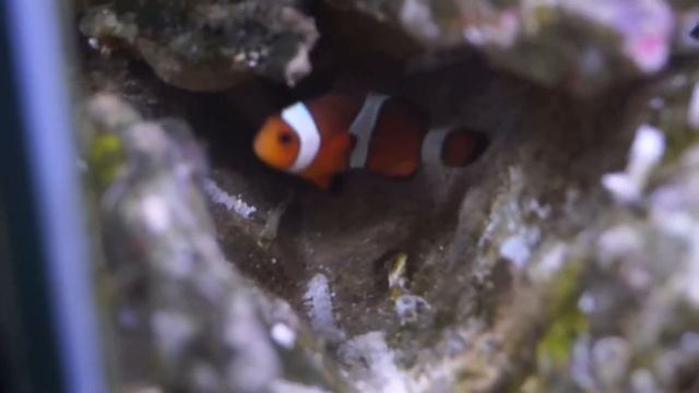 Ocellaris clownfish, Amphiprion ocellaris,clownfish смотреть онлайн