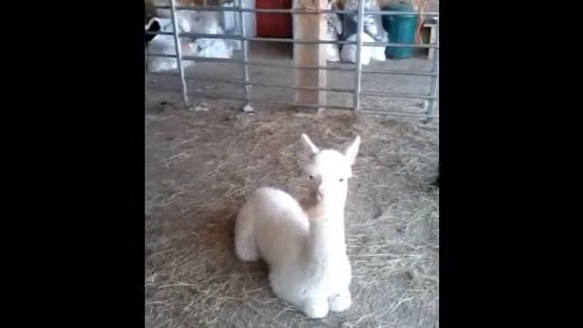 Alpaca eating wool смотреть онлайн