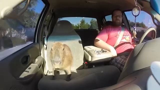 капибара.mp4 смотреть онлайн