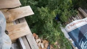 прилетел рой пчел на пасеку в пустой улей/ Пчеловодство с нуля