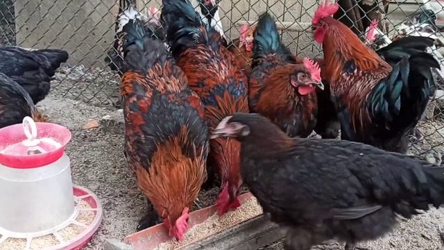 Французький Маран смотреть онлайн