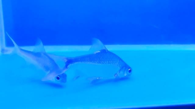 Slow motion (Tin Foil Barb Fish) смотреть онлайн