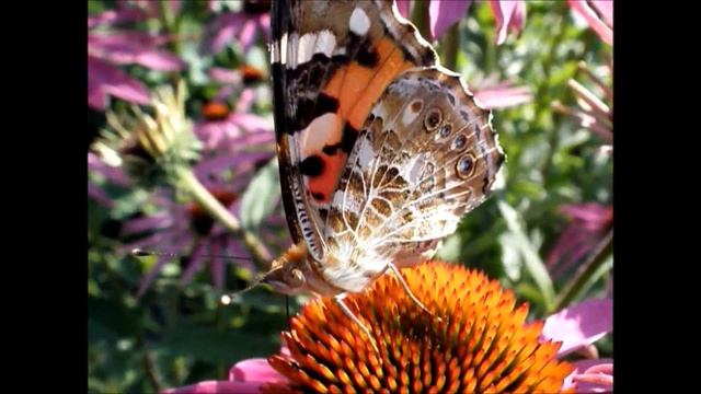 Keletas drugių // Few Butterflies смотреть онлайн
