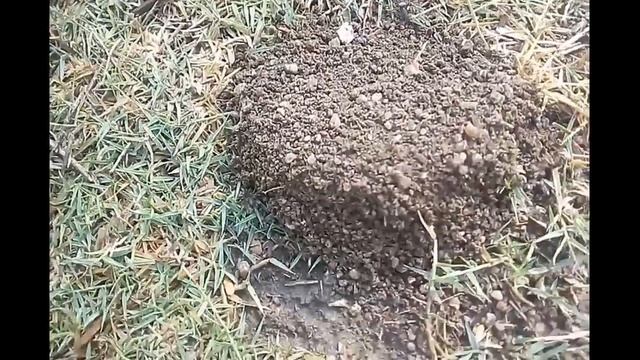 Ant building colony