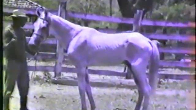 Tabatinga Cossaco смотреть онлайн