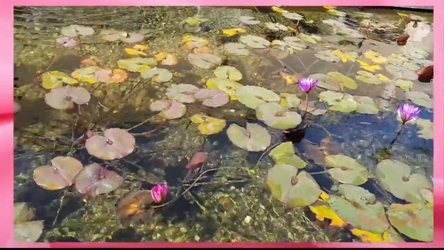 Вот какие лотусы смотреть онлайн