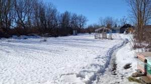 1й облёт пчёл. 8 марта 2025 года.