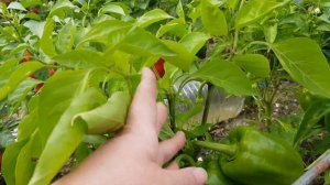 Перец сладкий Квадро Ред (открытый грунт) 02,09,23