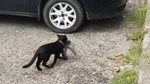 КОТ ПОЙМАЛ И СОЖРАЛ ГОЛУБЯ! Шок. До слёз. СЕНСАЦИЯ