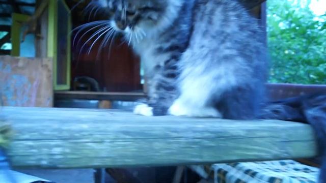 Сибирский котенок из питомника Wild Soul смотреть онлайн