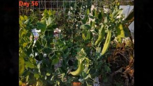 Growing Oregon Sugar Pod Peas from Seeds to Harvest in 111 Days