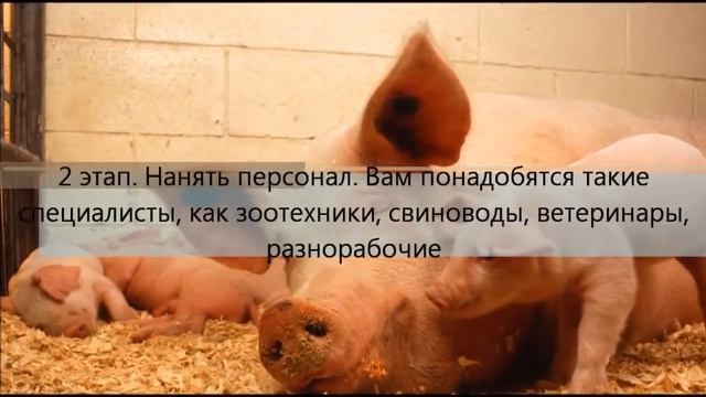 Бизнес идея разведение свиней смотреть онлайн