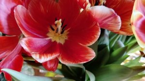 Тюльпаны сортов 'Салют' и 'Парад' отечественной селекции с пестролепестностью -мраморные  08.03.2025