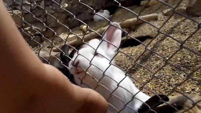 Кроликов кормят смотреть онлайн