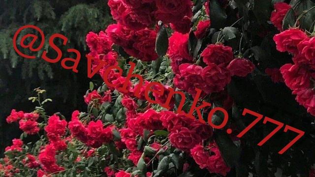 Цыганская песня 2020.г НЕЗОВИ смотреть онлайн