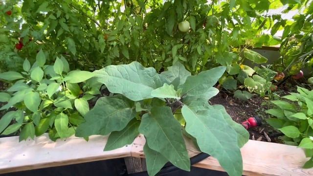 Greenhouse Tour | Grow NEW & Beautiful TOMATO VARIETIES | смотреть онлайн