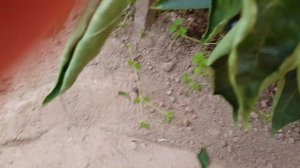 Перец сладкий Черный бриллиант - красивый, урожайный и вкучный 09,03,23