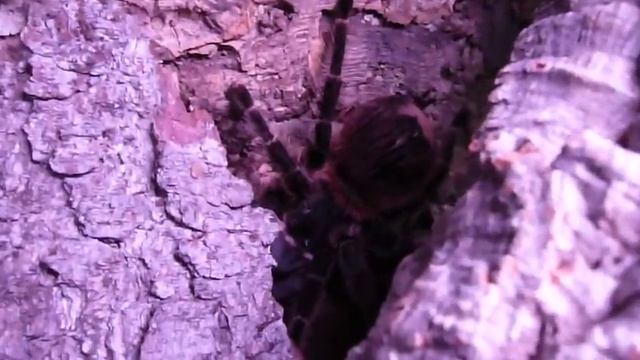 My new tarantula Lasiodora klugi ( KL 8cm female ) смотреть онлайн