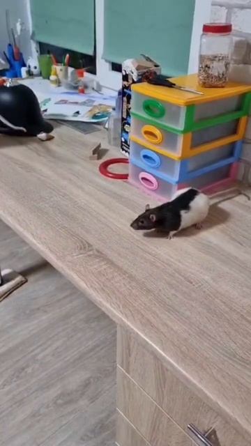 бесстрашный крыс пугает кота смотреть онлайн