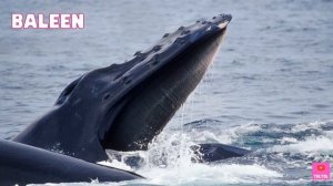 What happens if you got swallowed by a WHALE? | Toltol’s Ocean Life Book - Kids Encyclopedia