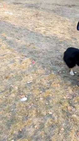 АО Барри - каскад из флипов