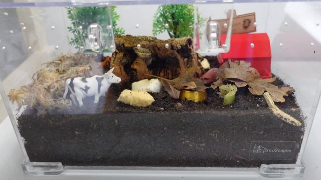 Dairy Cow Isopod Rehousing | Porcellio Laevis Enclosure Setup | Spooderpods смотреть онлайн