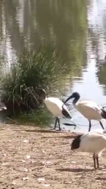 IBIS BIRDS & DUCKS AT THE POND🇦🇺🦢🦜🦅🕊#pond #duckpond#duck#ducks#ibis #ibisbird#australia#wildlife#au