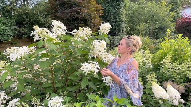 Nieoczywista hortensja bukietowa: odmiana GREAT STAR Le Vasterival