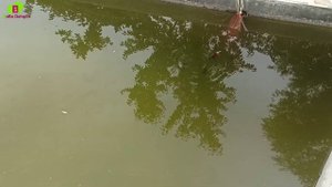 УЙ ШАРОИТИДА БАЛИК БОКИШ БИЗНЕСИ 📞936914766 BASSENDA TILLA BALIQ BOQISH BIZNESI YILIGA 50 MLN FOYDA