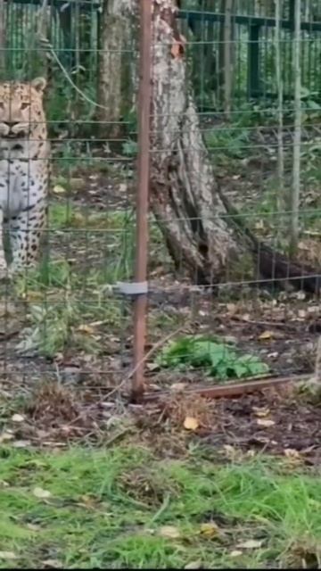 Герд и Бетти. Дом Тигра. смотреть онлайн