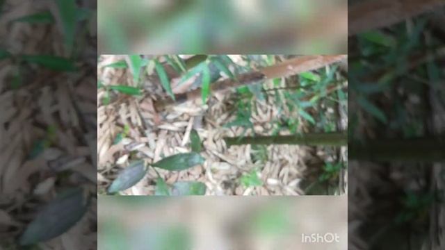 202105 開心♥，初體驗，台灣罈花蘭（ 含苞 ） смотреть онлайн