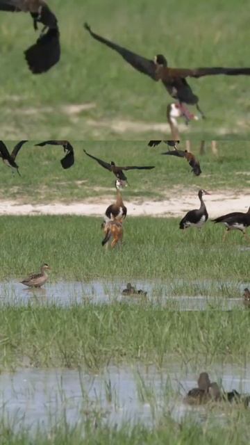 Fox Hunting Birds #shorts смотреть онлайн