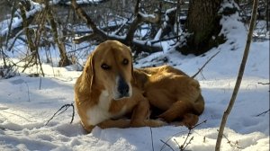 ОХОТА С ГОНЧЕЙ НА ЗАЙЦА! ПОРОШИ НЕ БЫЛО 4 ДНЯ...