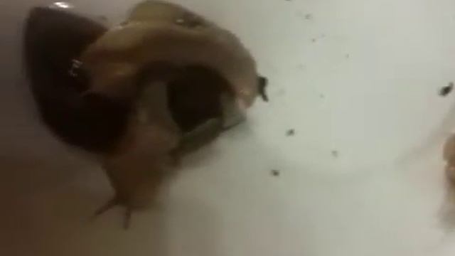 Равлики Ахатіна смотреть онлайн