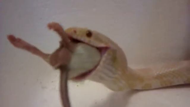 Snow Corn Snake Feeding смотреть онлайн